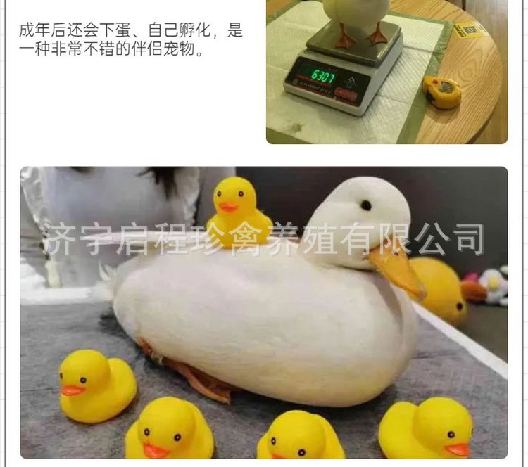 u=3979518822,572467840&