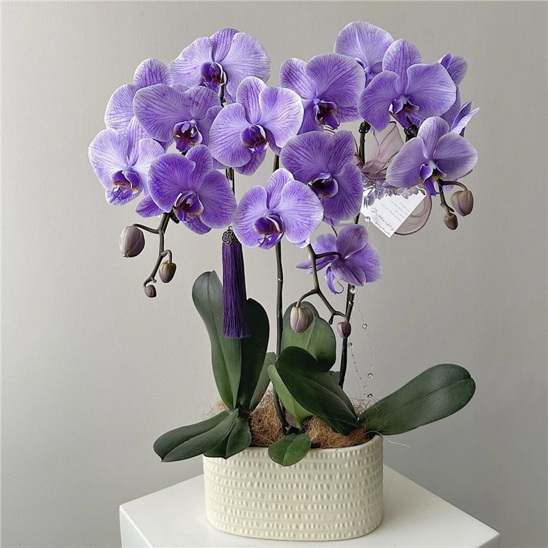 Phalaenopsis Seedlings Are Easy to Grow in All Seasons. Indoor Balcony Office Potted Green Plants and Florals Are Easy to Grow with Spline