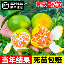 ��Ʒ�N��Ƥ�۽��� ����һ̖��������������� �޽ӟo���۽��Ә���