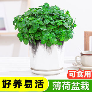 ��ʳ�ñ����~�������ֲ�����r�ļ����B��þGֲ�̨�k���҃Ȼ���