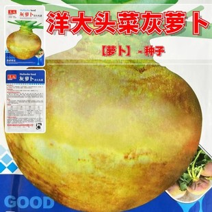 ���}������^�˷N����׾Gɫ������Ͽ���n�}���N���ﲥ�߲˷N��