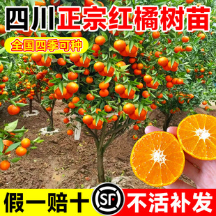 �Ĵ����ڼt�ٽ��Ә���������Դ��t�������ϱ����Nֲ����ɰ������