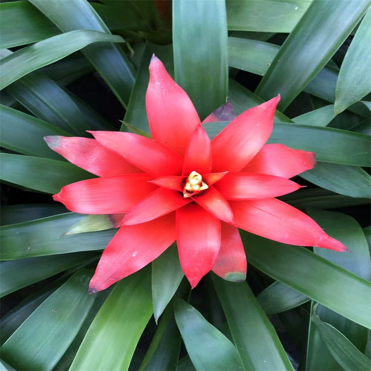 Ананас Джили Ред Стар Деннис Лаки Хед в горшке Четыре сезона Открытые цветы Комнатные растения Цветы