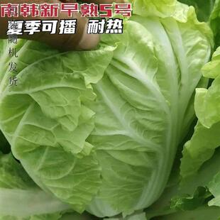 New Early-Maturing No. 5 Chinese Cabbage Seeds, Heat-Resistant Cabbage First-Generation Mating Cabbage Garden Potted Vegetable Seeds