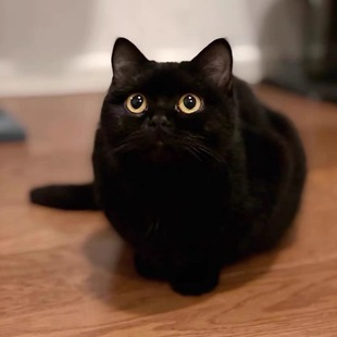 British Short Black Cat Live Purebred Black Coal Ball Highland Bombay Cat Kitten Short-Haired Pet Mancikang Dwarf Cat Cub
