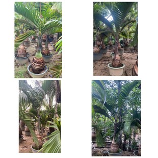 Wholesale Wine Bottle Coconut Seedling Stick Coconut Three Medicine Betel Palm Tree Fake Betel Nut Potted Plant