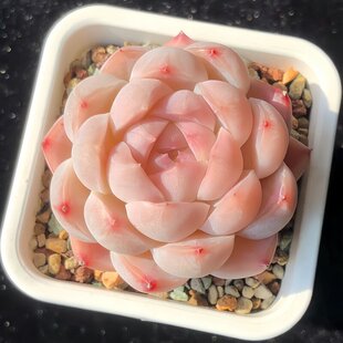 ����ֲ��M���������ֺ��B�������b�k���һ���С���ԑ���ֲ��