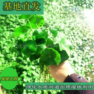 Copper Money Grass Green Plant Water Ecological Projects Are Often Used in Floating Islands. Please Contact Customer Service before Placing an Order