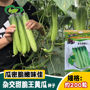 �s��������S�ϷN�� �r��ˈ@�s��һ���������|���۹��϶��S����