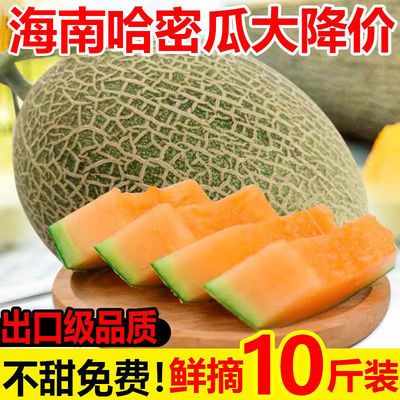 Cantaloupe[Orthodox school]Hainan fresh pregnant woman Season fruit Netted melons Xi Zhou Full container