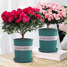 杜鹃花盆栽带花苞庭院绿植物室内花卉老桩映山红花苗盆栽好养活四