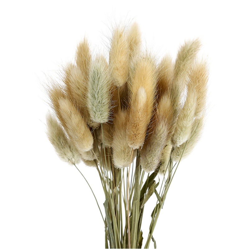 Conejo cola hierba ramo de flores secas flor real flor eterna Dogtail hierba cola de conejo hierba al por mayor decoración del hogar Accesorios de tiro