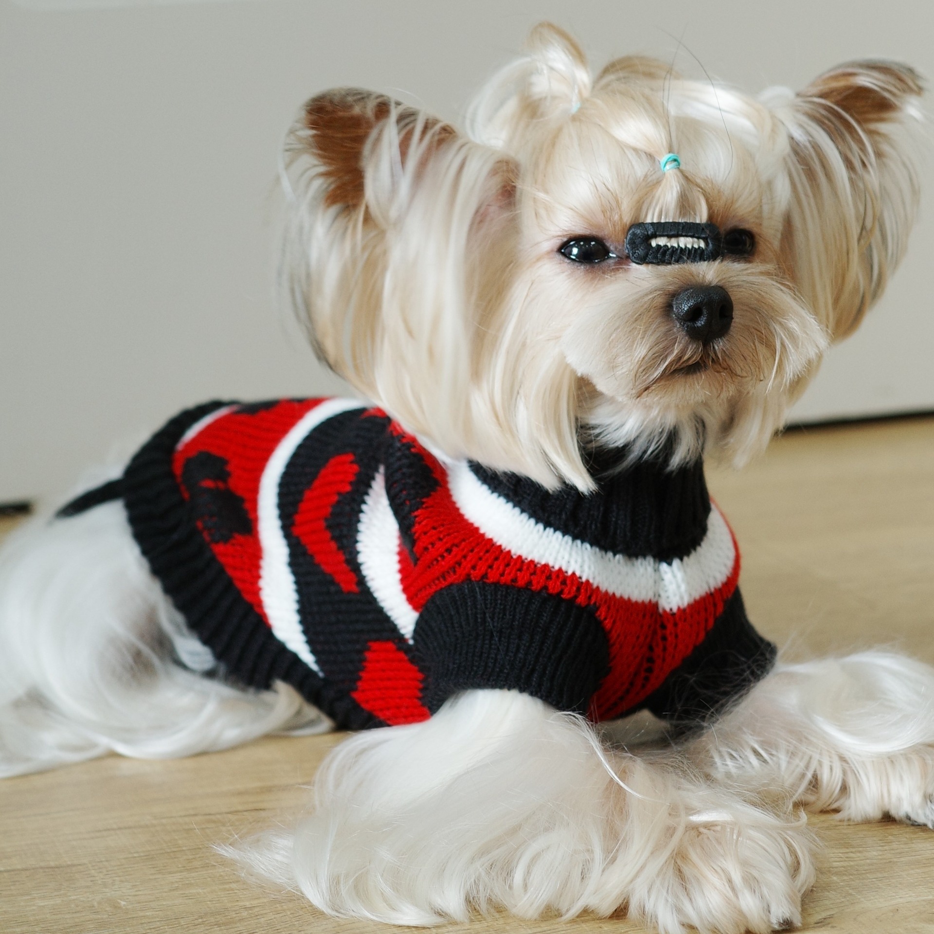 犬ニットセータートランプ柄秋と冬暖かいペット服小型犬テディビションファッション服