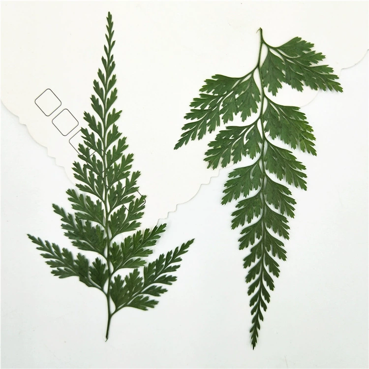 Зелено-черные листья папоротника pressing flower lights true leaf sticker plant Simagon закладка сухие цветы макияж декор