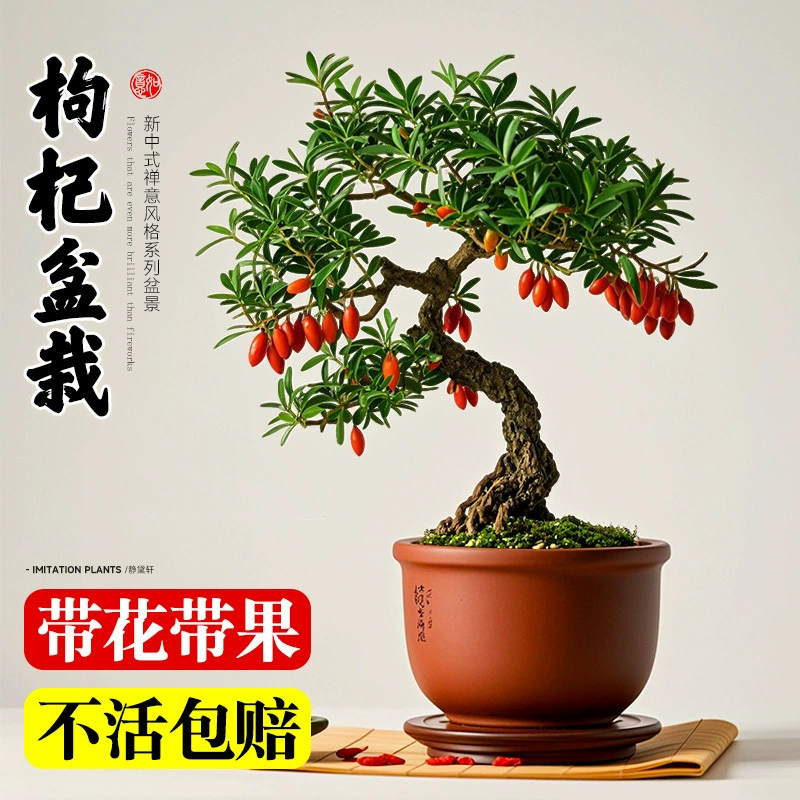 Бонсай из ягод годжи с съедобными плодами для украшения рабочего стола в офисе, красное растение годжи в китайском горшке.