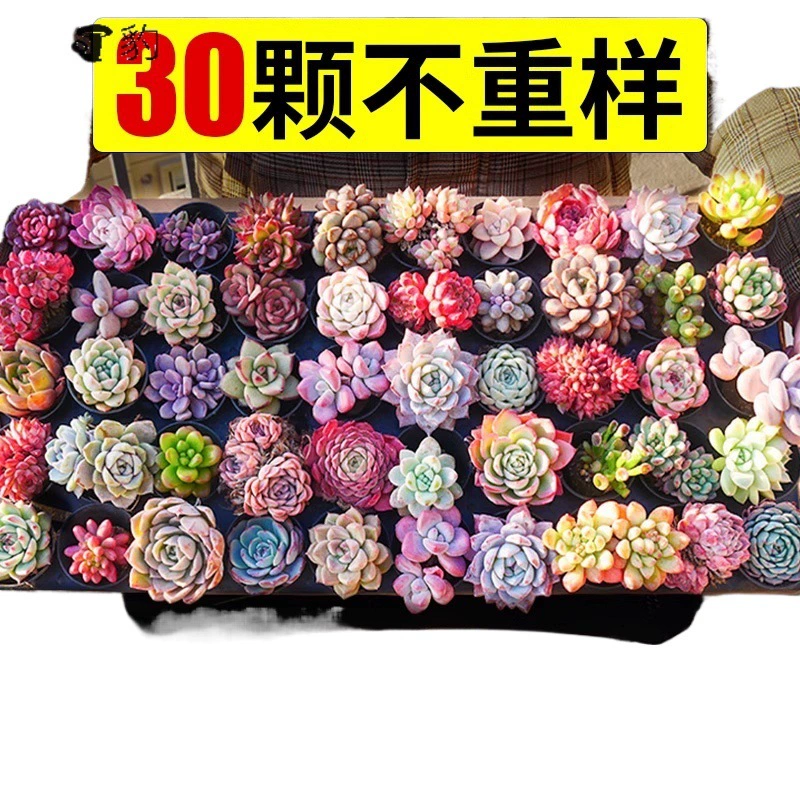 Суккуленты комнатные горшечные бутики