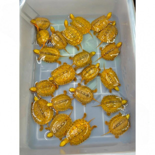 Pure Stone Money Turtle, Lucky Pet Turtle, Golden Turtle, Small Turtle, Live Animal, Small Green Turtle Seedling, Ornamental Qimei Trading Company