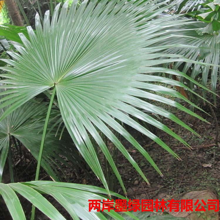 棕榈-各种绿化苗木进_主图01