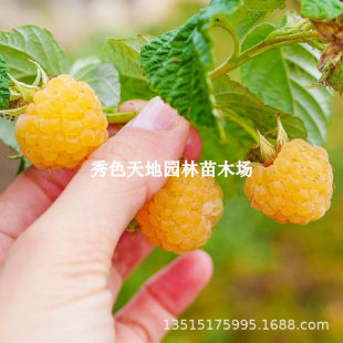 Golden Vita Raspberry Saplings Double Season Raspberry Potted Balcony Plants in the North and South, Yellow Raspberry Live Seedlings in the Same Year