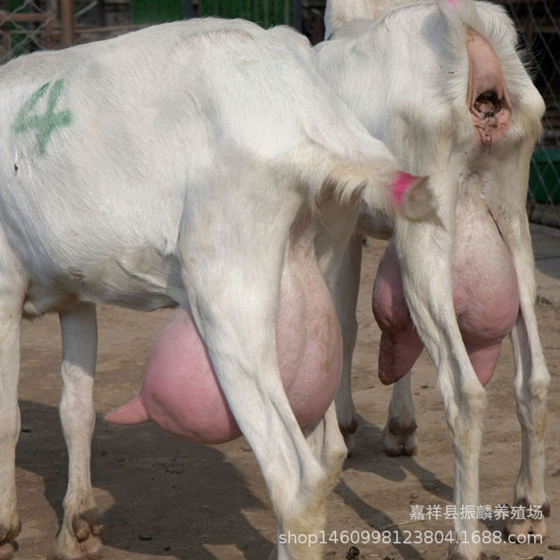 How Much Does a Multi-Litter Goat Cost? How Much Does a Saanen Goat Cost? How Much Does a Saanen Goat Cost? How Much Does a Saanen Goat Cost? How Much Does a Multi-Litter Goat Cost? How Much Does a Saanen Goat Cost? How Much Does a Saanen Goat Cost? How Much Does a Saanen Goat Cost?