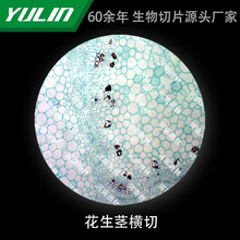 �����o�M��΢����˱��@΢�R������Ƭ��У�̌W���x�����в�Ƭ