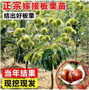 �Ͱ�������޽�������Ϸ������Nֲ��t�۰����ش������������