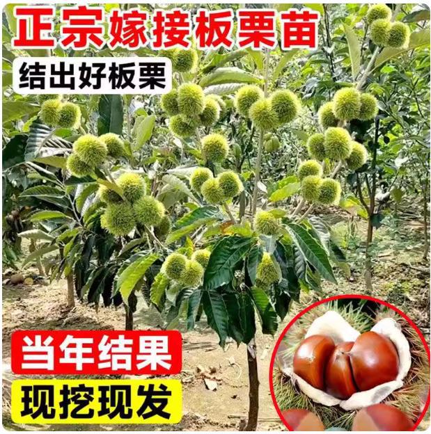 油板栗树苗嫁接苗地栽南方北方种植大红袍板栗特大板栗树果树果苗