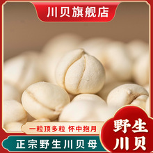 川贝母中药材四川阿坝正宗野生川贝母打粉老陈皮正品无硫品质贝母