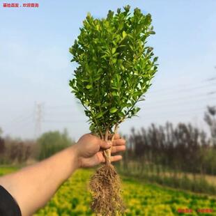 �G�������Ϸ������Nֲ�S��ͥԺ���������S����G�h�Gֲ���G��ľ