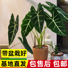 绿天鹅绒海芋盆栽大叶天鹅绒竹芋彩叶芋室内阳台观叶植物四季好养