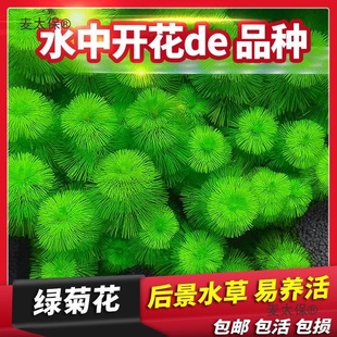 �~��ˮ��ֲ����ݾG�վGֲ������ˮ�ݟo�������̼�����~��̫��