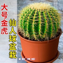 四季常青金琥仙人球多肉植物苗盆栽桌面办公室防某射美观耐寒耐热