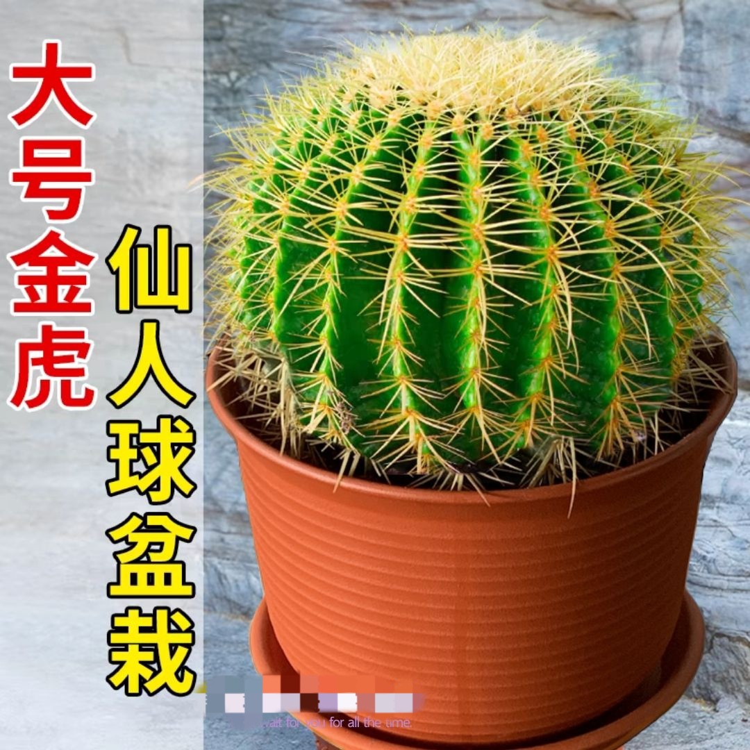 四季常青金琥仙人球多肉植物苗盆栽桌面办公室防某射美观耐寒耐热