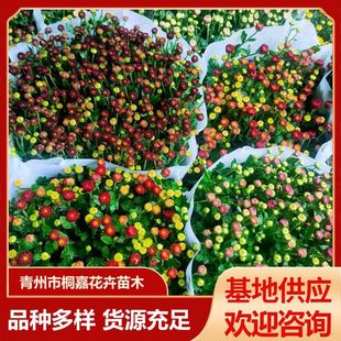 Base Supply Ball Chrysanthemum Chrysanthemum Festival Flower Bed Landscape Chrysanthemum Project Greening Multi-Color Chrysanthemum