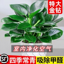 金钻绿公主盆栽带花苞绿箩萝水培植物办公室内花卉绿植四季好养活