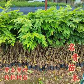 正宗海南黄花梨黄花梨树苗降香黄檀苗名贵树苗珍稀绿植树带土带叶