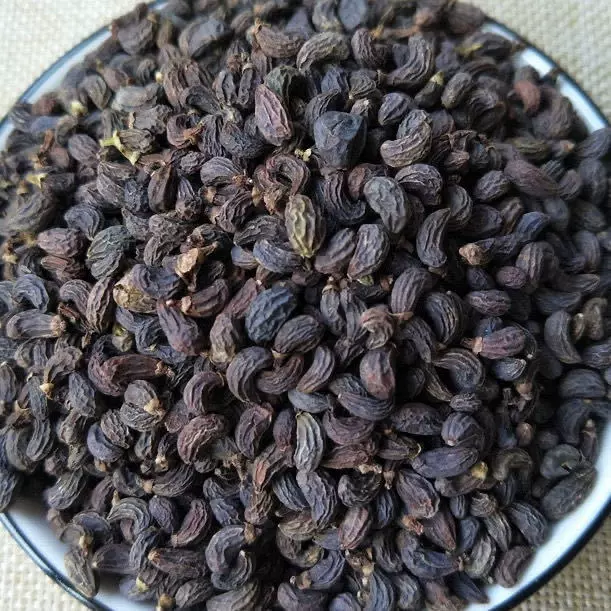 中草药鸡腰女贞子批发产地直销冬青种子