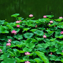 ���l������ˮ��ֲ���^�p�ɻ�ɏ���N��ˮ�����Գ���ˮ��ɏźˮ�B