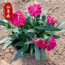 �Wʯ����ǻ��N�������ʯ���ļ��_����ƺ���ѳ���ʯ��С��