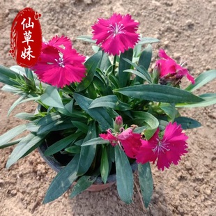 American Dianthus Potted Seedlings, Park Greening Seedlings, Easy to Survive, Ground Cover Dianthus with Buds, Hybrid Dianthus Seedlings
