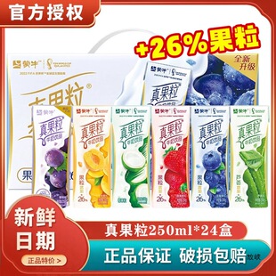 Mengniu Real Fruit Capsules 250ml*24 Boxed Milk Whole Box Beverage New Year Gift Box Mixed Grape Flavor Breakfast Yogurt
