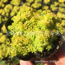 黄金万年草 护盆草 桌面绿植 办公室小盆栽 阳台趣味多肉植物