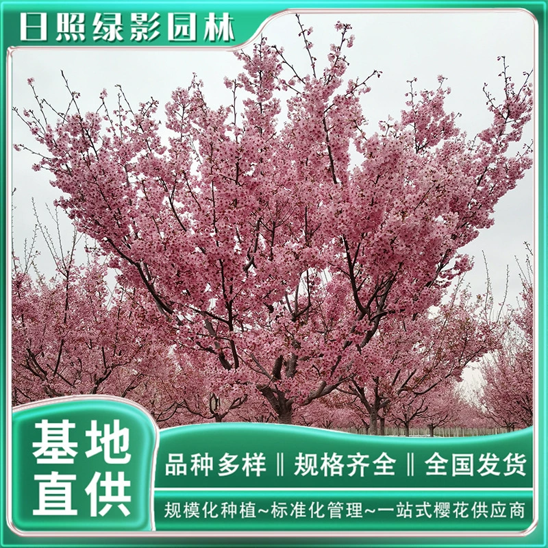 Где продать подлинные саженцы саженцев сакуры солнца? База для выращивания вишни напрямую поставляется в Green Shadow Garden. 14 см солнце Вишня