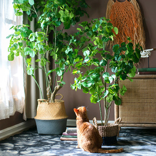 �O���Ř��辰���滨�Gֲ���b[�����������͏d��ؼپGֲ