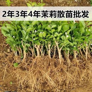 Guangxi Hengxian Jasmine Seedlings Jasmine Old Pile Seedlings Wholesale Flower Potted Double Jasmine Fragrant Gankun