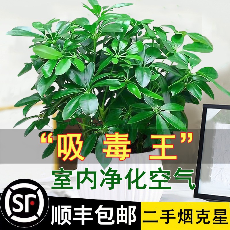 鸭脚木盆栽绿萝箩花卉植物室内花水培绿植多肉好养发财树吸