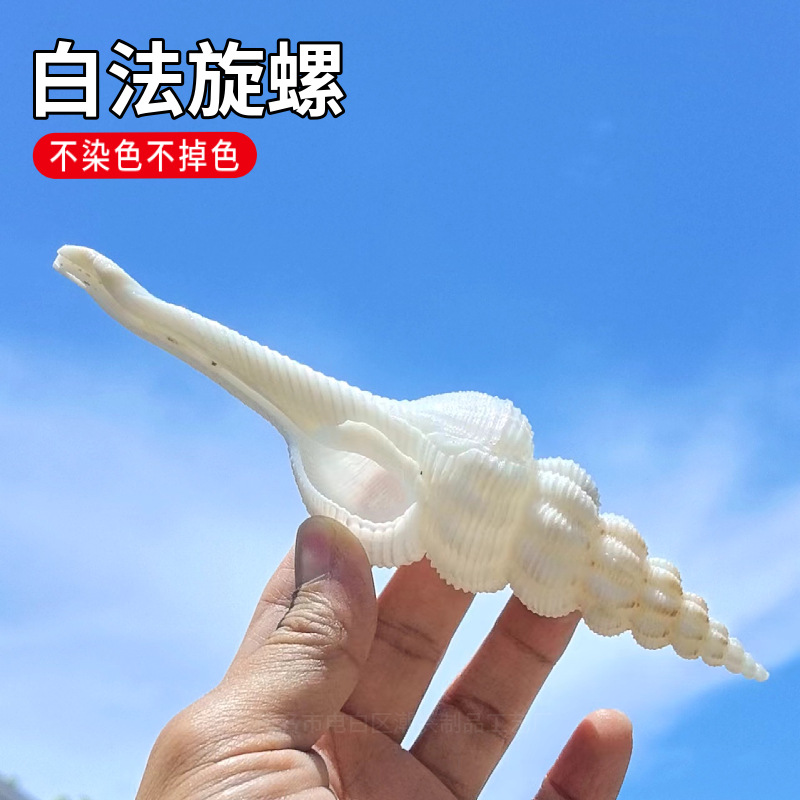 Natural conch shell white spiral method white long spiral fish tank…