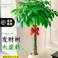 发财树客厅大盆栽办公室大型大棵绿植物适合室内摆放的树落地大号