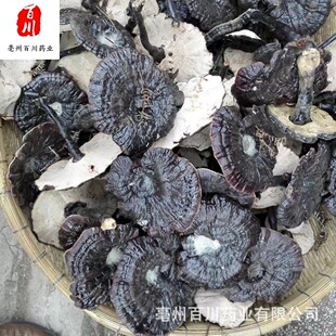 �����l���`֥���l���`֥Ұ���`֥��߅�`֥�`֥���ӷ� 15��o�l��