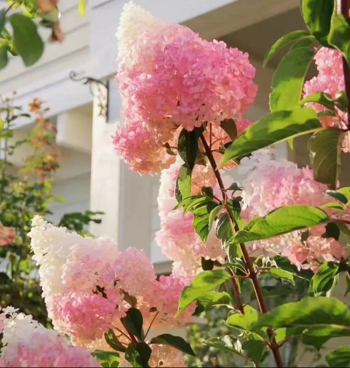 그라데이션 색상(롤리팝) 2갤런 - 높이 - 약 1m 약 79.9 - 냄비 포함